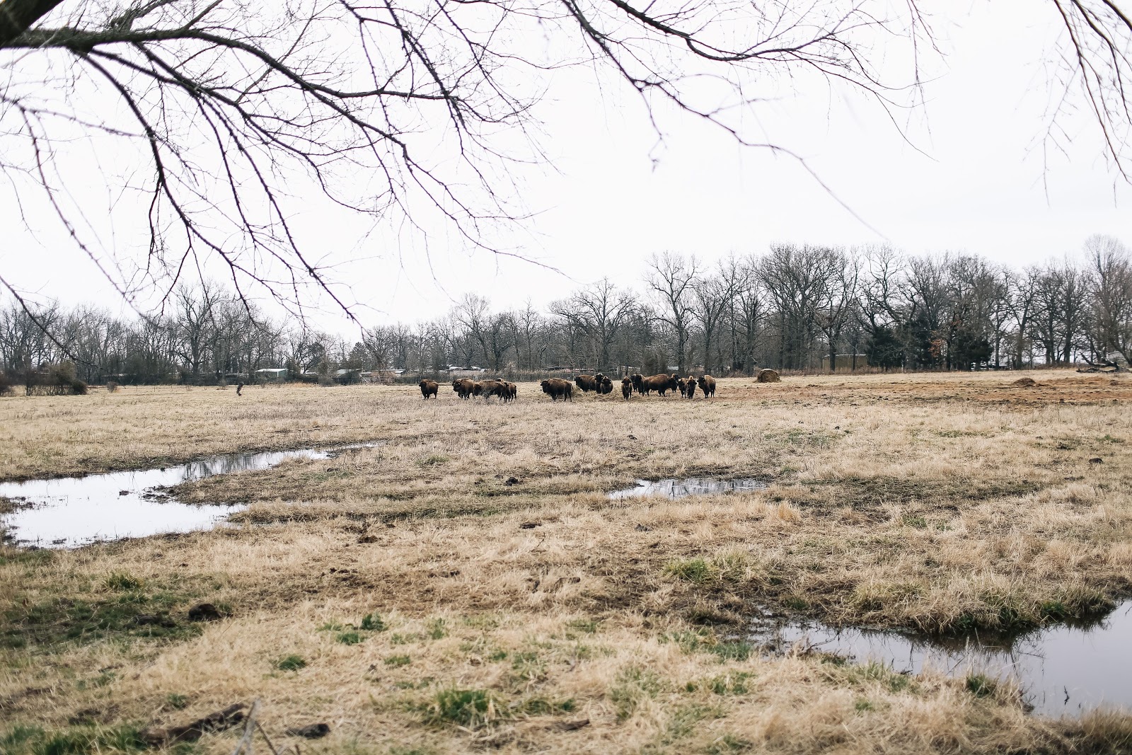 image of SCN buffalo herd